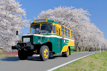 ボンネットバスで桜並木を周遊する乗車会（桜まつり）
日本昭和の車保存会が所有する栗鉄カラーボンネットバス