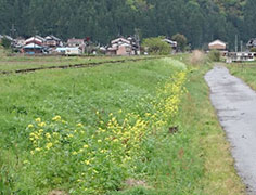 鉄道沿線に菜の花の種まき