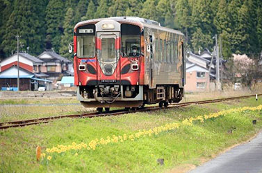 鉄道沿線に水仙の植栽
（２０１９．１１）