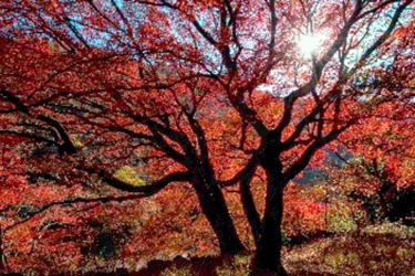 昨秋の一般公開はパニック！ 